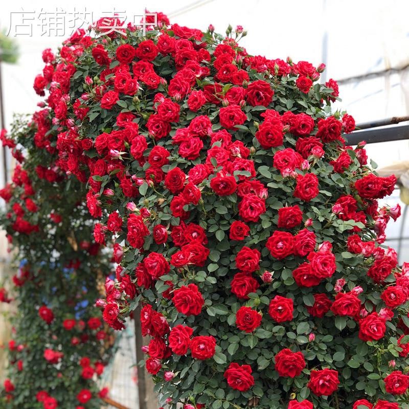 藤本月季特大花种庭院爬藤植物阳台花卉玫瑰盆栽四季开花蔷薇花苗