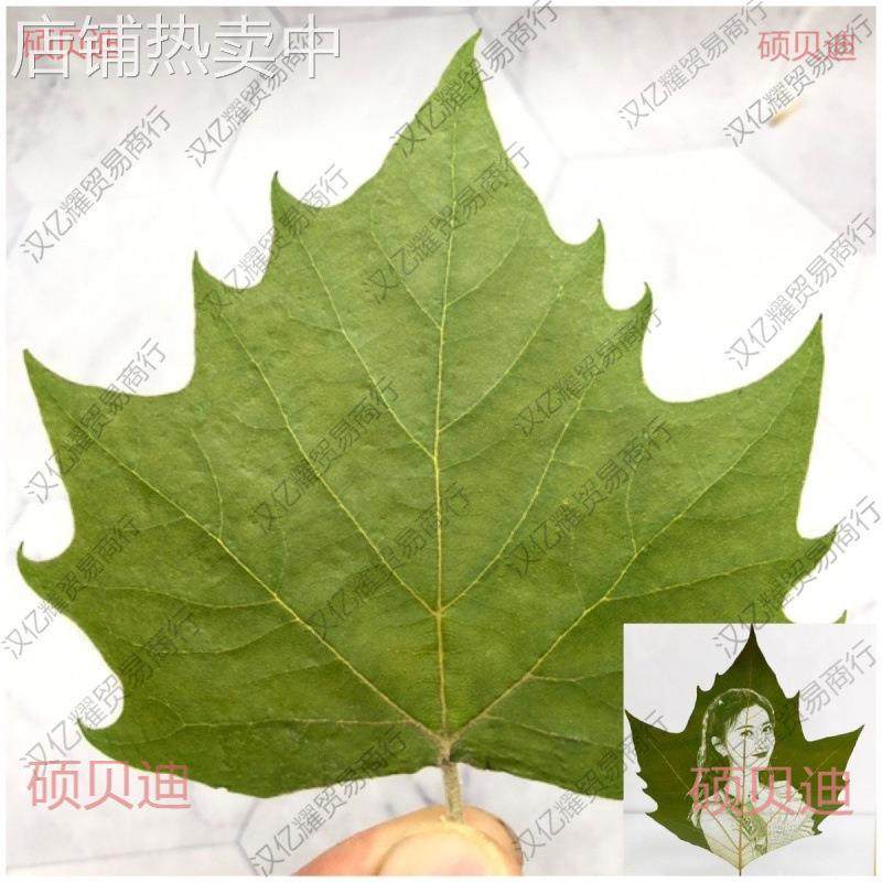 30片叶雕专用叶子激光手工梧桐叶,干燥平整叶雕梧桐叶叶子雕刻,家居饰品,餐桌花艺,淘宝优惠券,粉丝福利购,淘宝优惠卷