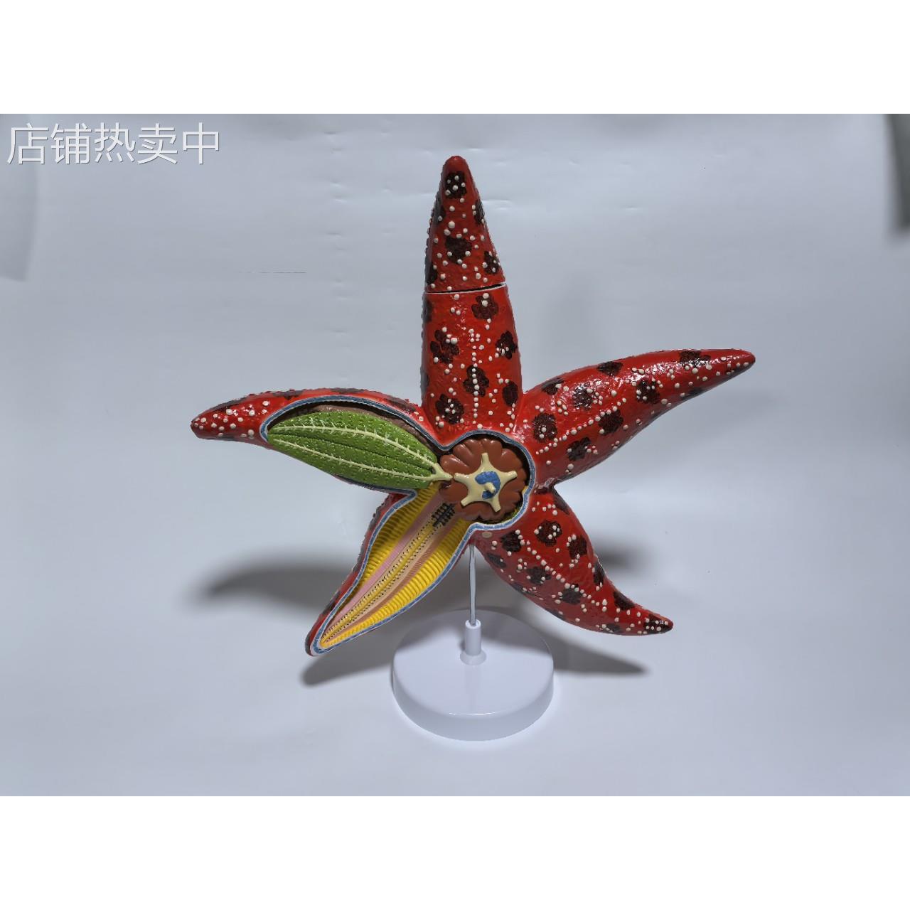 SM28海星模型6部件