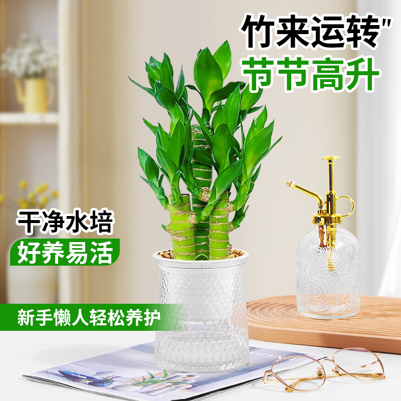 富贵竹水培植物办公室桌面文昌竹