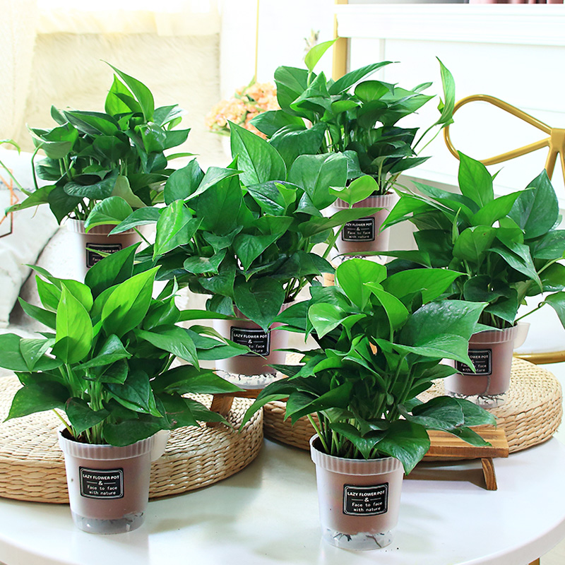 绿萝金钻绿公主花卉绿植办公室内净化空气吸甲醛植物盆栽