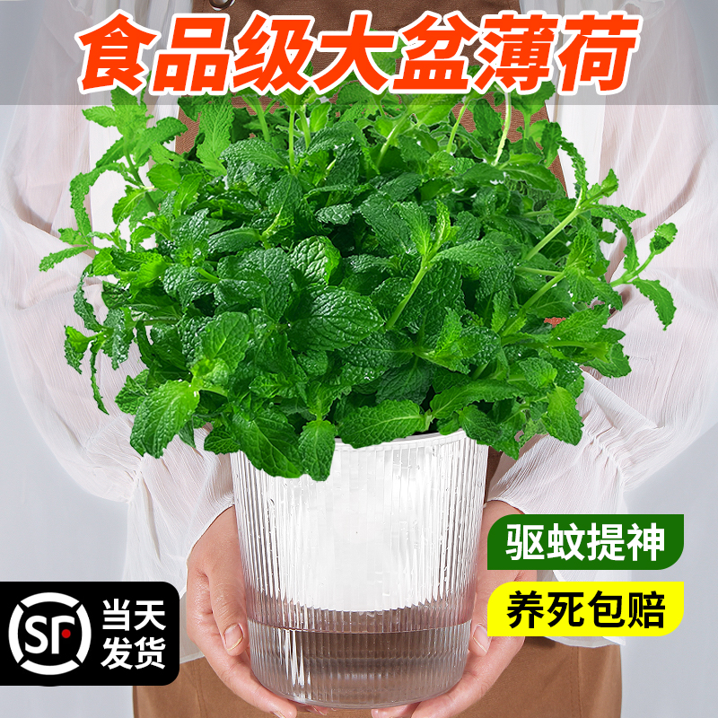 大盆薄荷栽可食用薄荷叶苗室内外