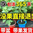 格莱斯果树耐寒 无花果树果苗带果盆栽树苗波姬红特大果南北方四季