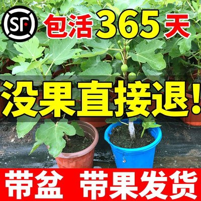 【带果发货】无花果树苗带盆包活