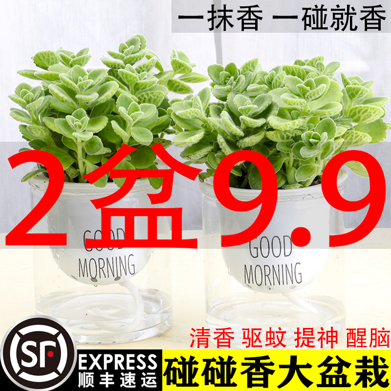 碰碰香盆栽可食用绿植香喷喷多肉植物花卉净化空气驱蚊提神一抹香