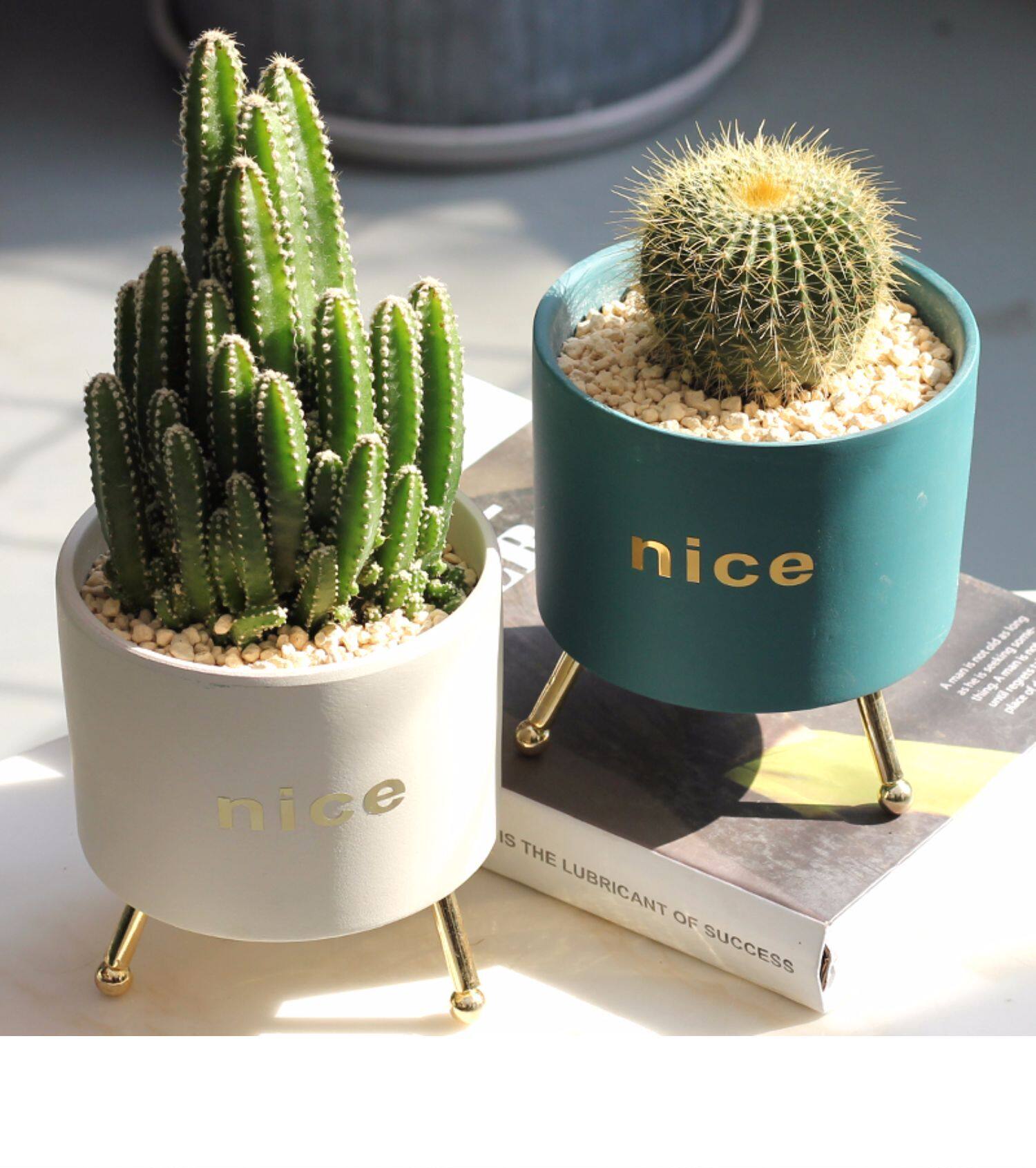 仙人球盆栽室内花卉仙人掌类可爱多肉植物净化空气绿植物桌面北欧