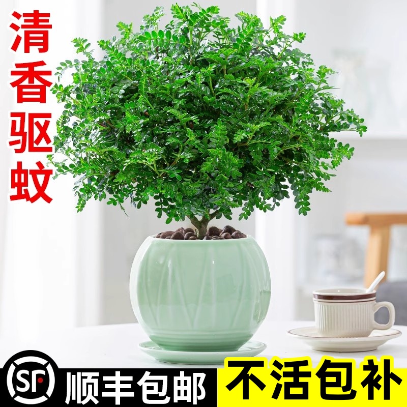 正宗清香胡椒木盆栽驱蚊草老桩室内绿植好养植物阳台花卉盆景树苗