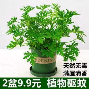 驱蚊草盆栽植物室外室内绿植祛蚊种籽子庭院香叶天竺葵开花防蚊虫