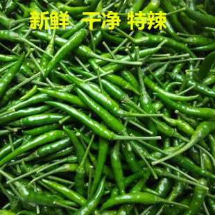 包邮 新鲜青辣椒 新鲜辣椒现摘5斤 新鲜青朝天椒 新鲜青小米椒