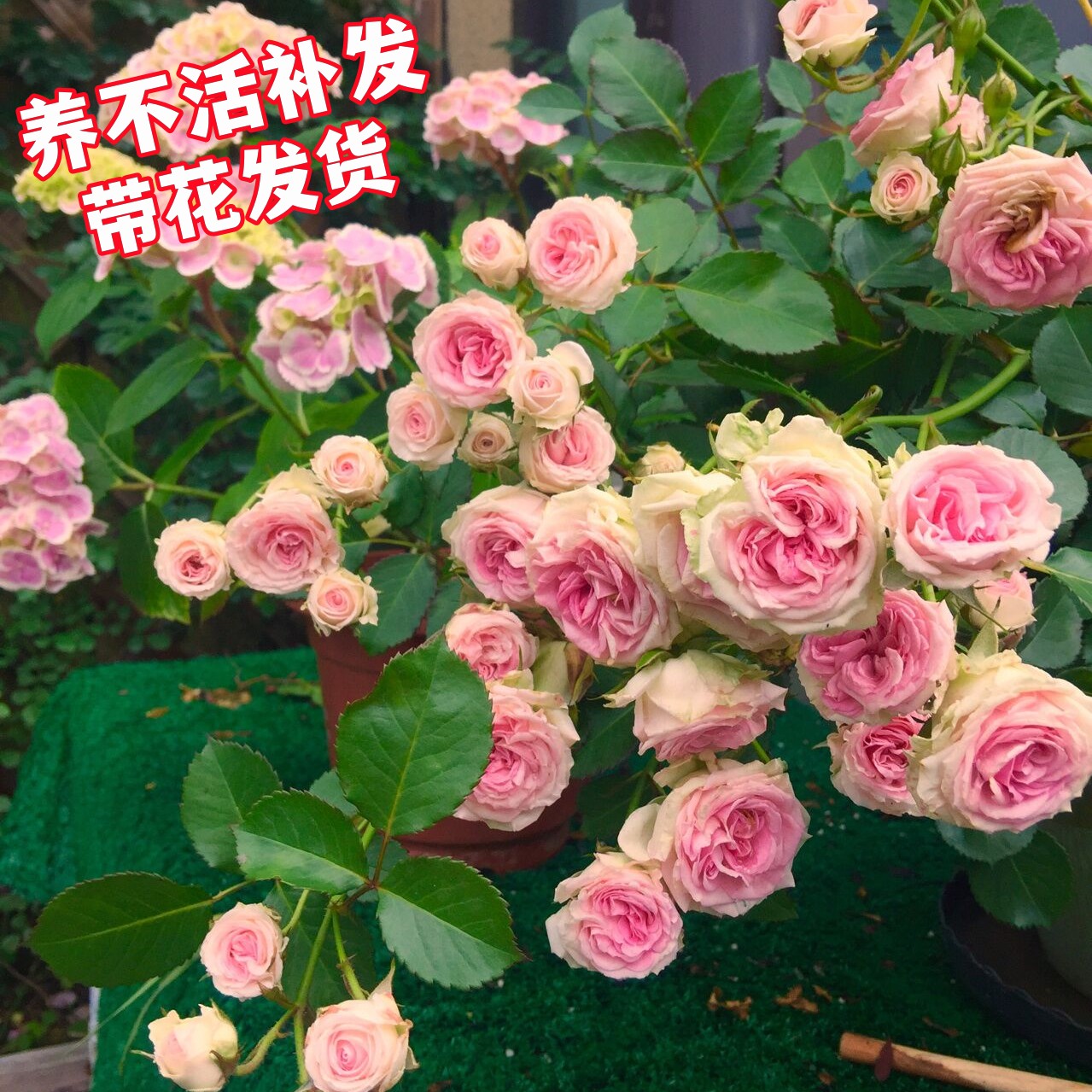 藤本月季花苗藤小伊甸园阳台庭院爬藤绿植花卉玫瑰植物四季藤小伊