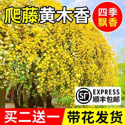 黄木香花苗爬藤植物庭院红白耐寒