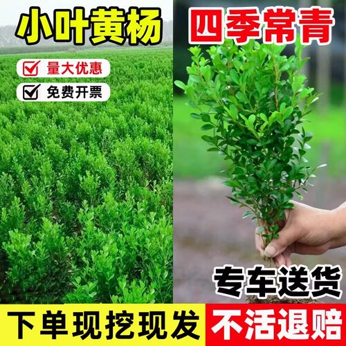 小叶黄杨苗瓜子黄杨球苗