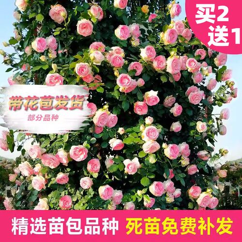 藤本月季大花浓香开花蔷薇花苗爬藤攀援植物庭院阳台四季玫瑰盆栽