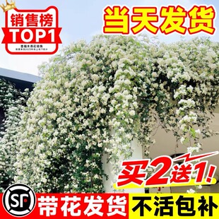 白木香花苗爬藤植物花卉重瓣红黄木香花树苗庭院蔷薇开花四季盆栽
