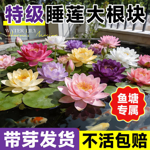 睡莲水培植物池塘水养根块带芽
