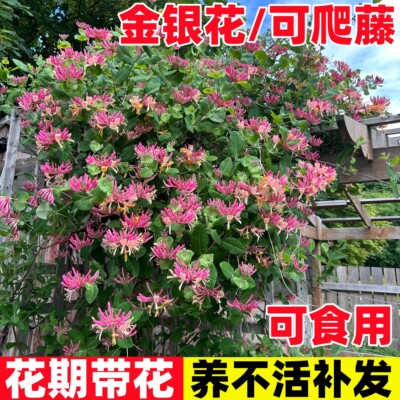 金银花树苗可食用药庭院爬藤植物