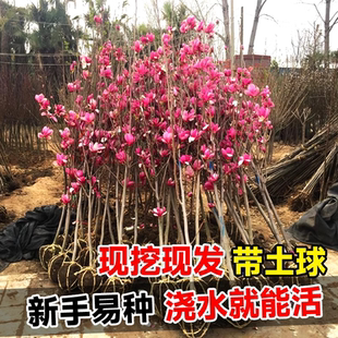 玉兰花树苗带花苞黄白紫玉兰花苗别墅庭院高端绿化耐寒大树广玉兰