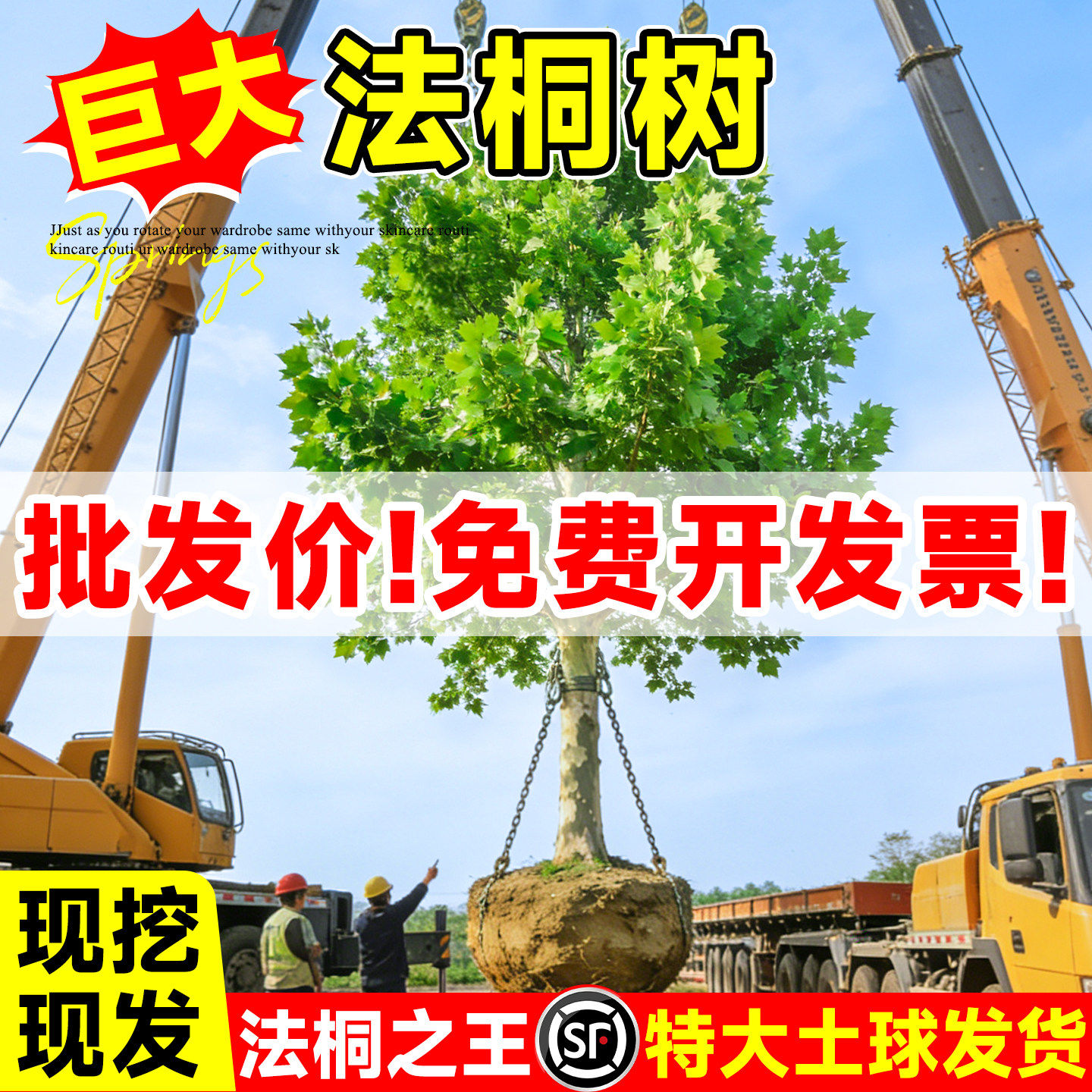 法桐树苗青桐苗法国法桐青皮梧桐泡桐树苗悬铃木高杆行道绿化树木
