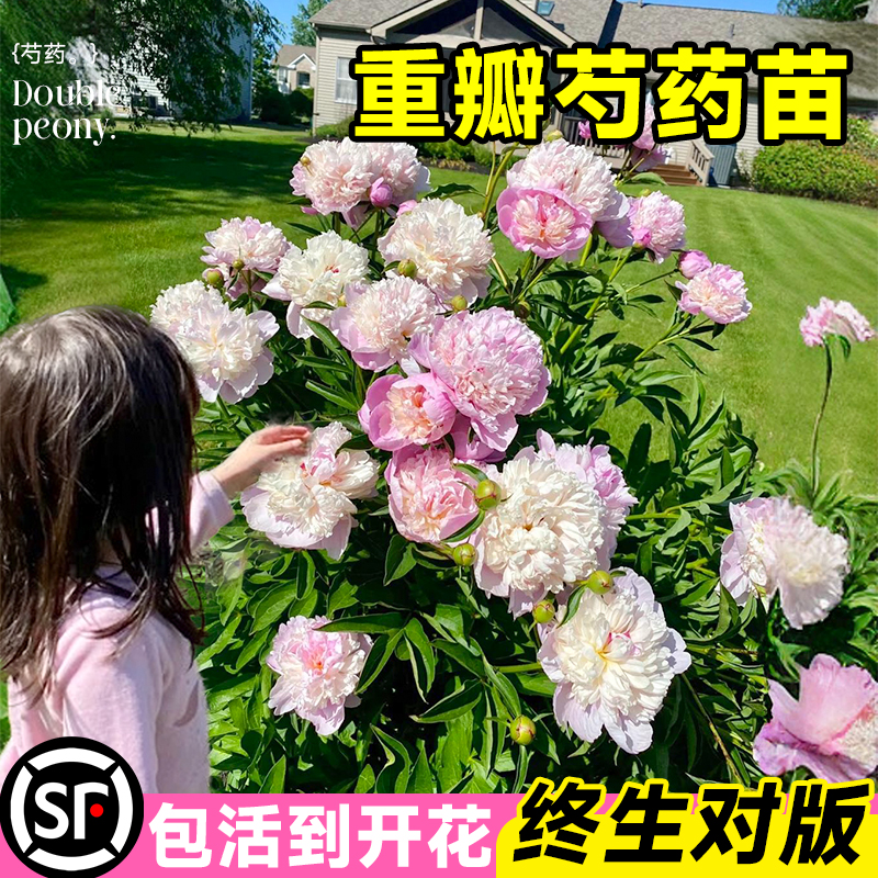 芍药花苗盆栽重瓣带芽种根