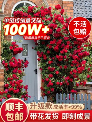 蔷薇花苗藤本月季特大树庭院