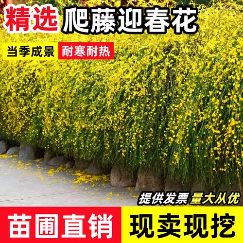迎春花苗阳台盆栽庭院报春花苗