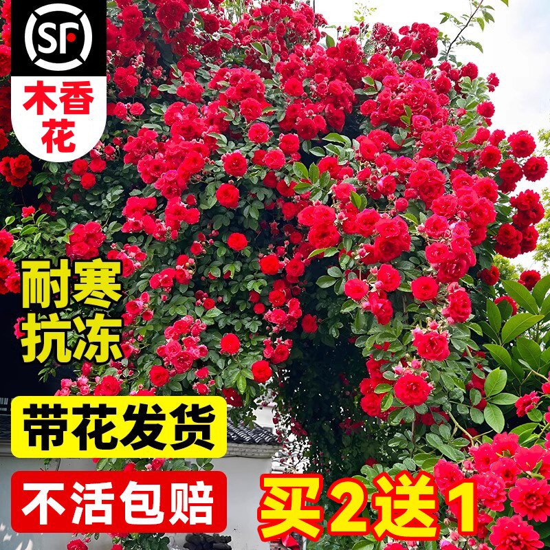 红木香花苗爬藤植物蔷薇黄白木香图片