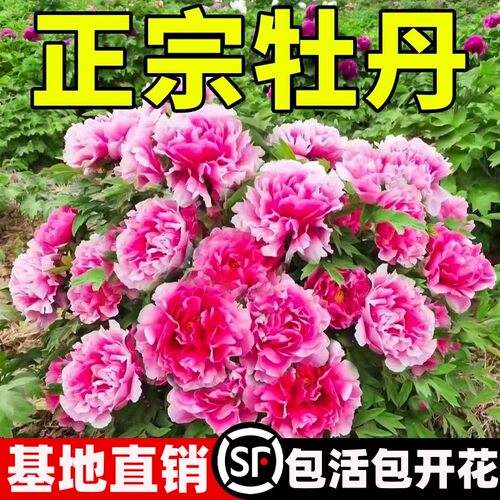 牡丹花苗正宗山东菏泽洛阳芍