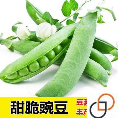 甜脆豌豆种子豌豆种籽孑四季阳台蔬菜种籽特大散装大荚碗豆种籽子