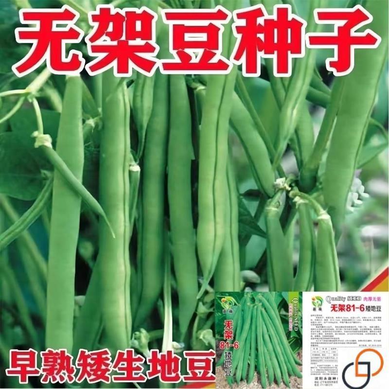 无架四季豆高产无筋豆角早熟矮生不搭架地豆盆栽蔬菜