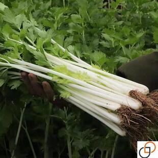 白玉香芹菜种子白杆实芹玻璃脆耐热抗寒农家夏秋季播西芹籽蔬菜籽