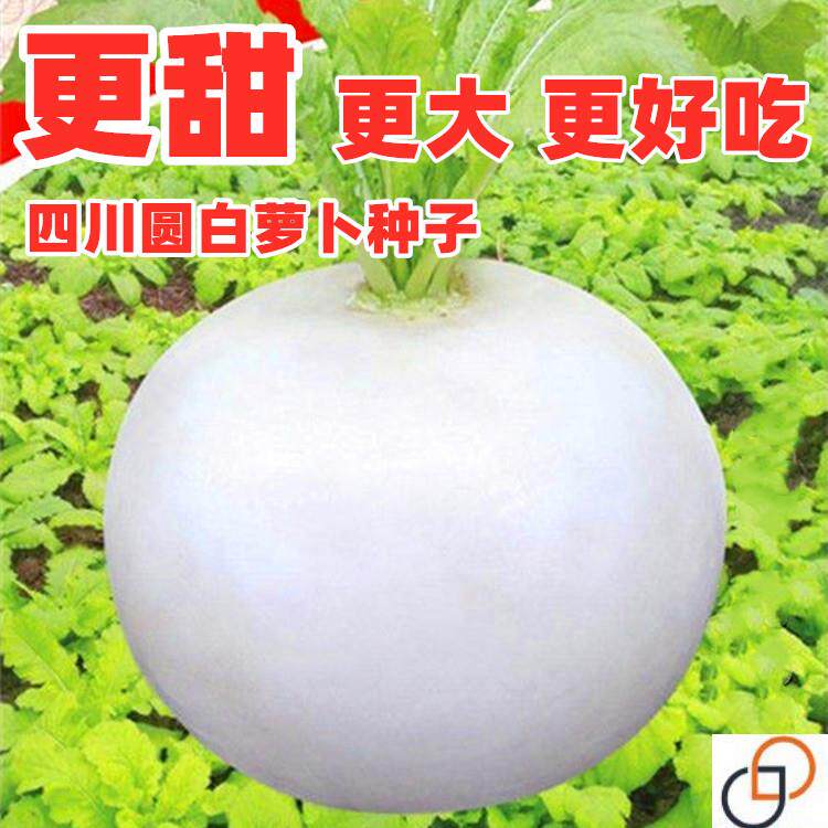 圆白萝卜种子四川春不老萝卜种籽蜂糖大萝卜秋冬季农家田园蔬菜孑