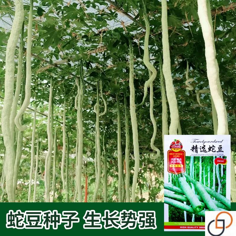 精选特长蛇瓜种籽蛇豆蛇丝瓜观赏食用春夏季爬蔓搭架庭院蔬菜种子