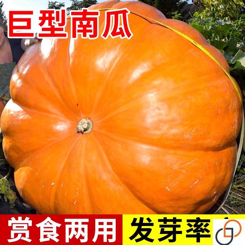 巨型南瓜种子美国特大太空大田种籽春四季蔬菜孑特色观赏瓜果