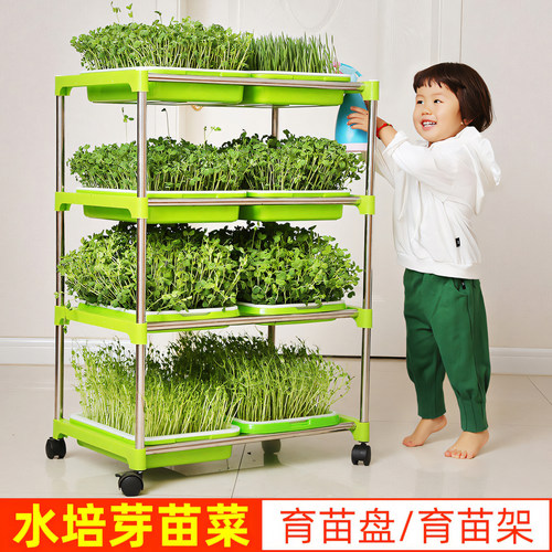 豆芽发芽芽苗菜育苗水培蔬菜种植