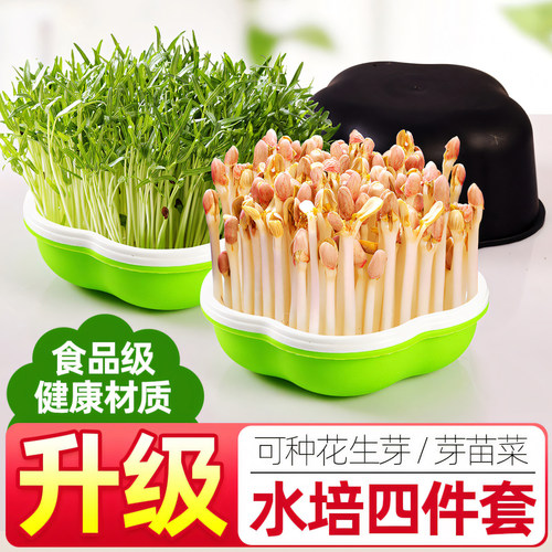 花生芽水培水培花生苗新鲜发芽