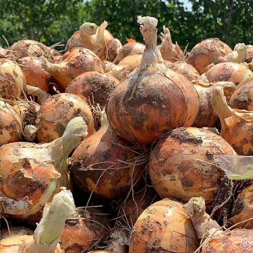 Семя семян лука, красная кожа с рапсом зеленого лука, желтая кожа, высокий балконный горшечный фермерский дом Бесплатная доставка.