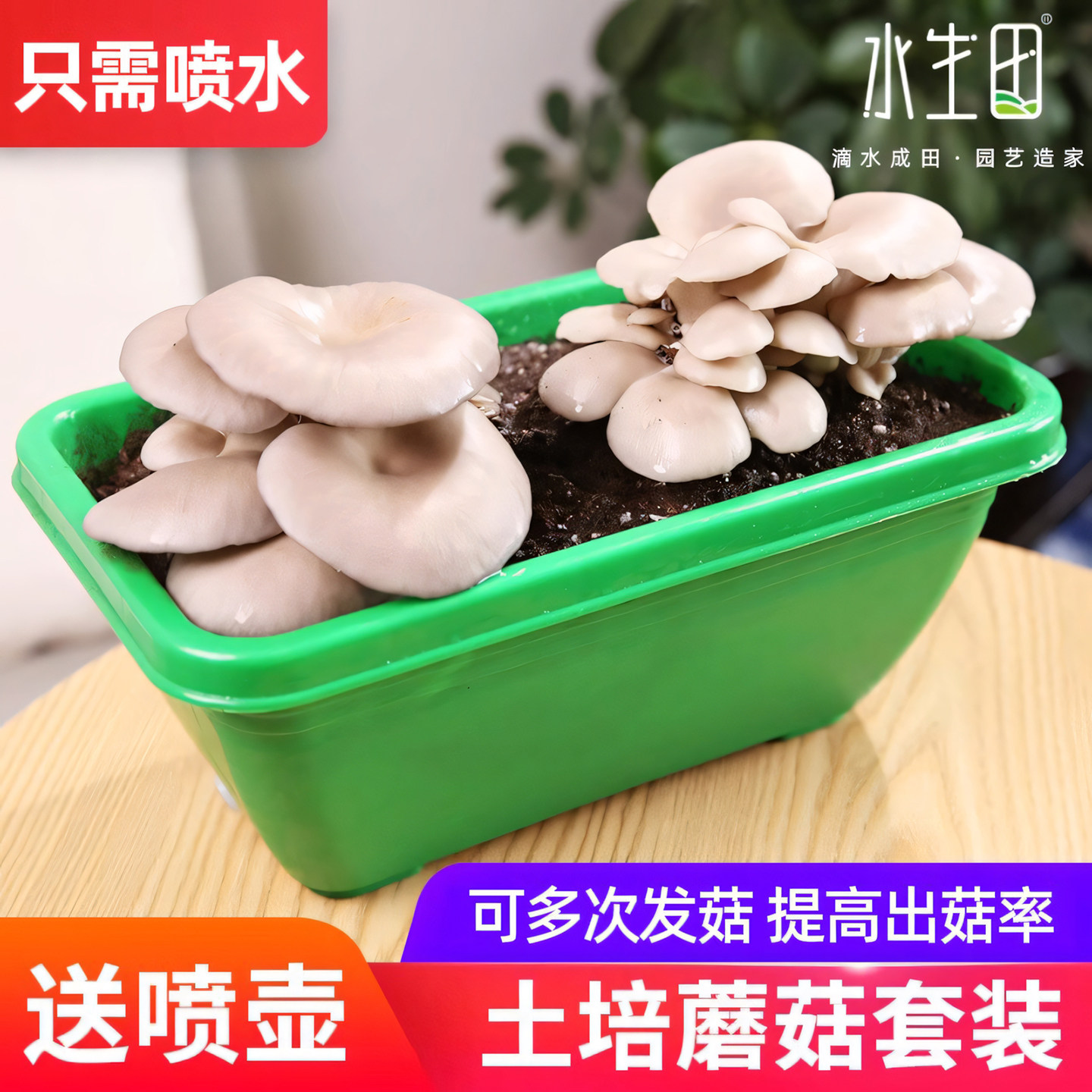 土培蘑菇喷水就长家庭室内图片