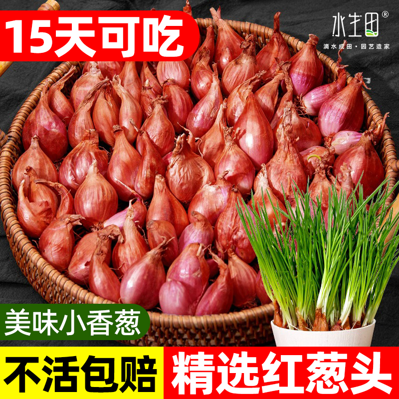 四季火葱头种正宗四川红葱头种