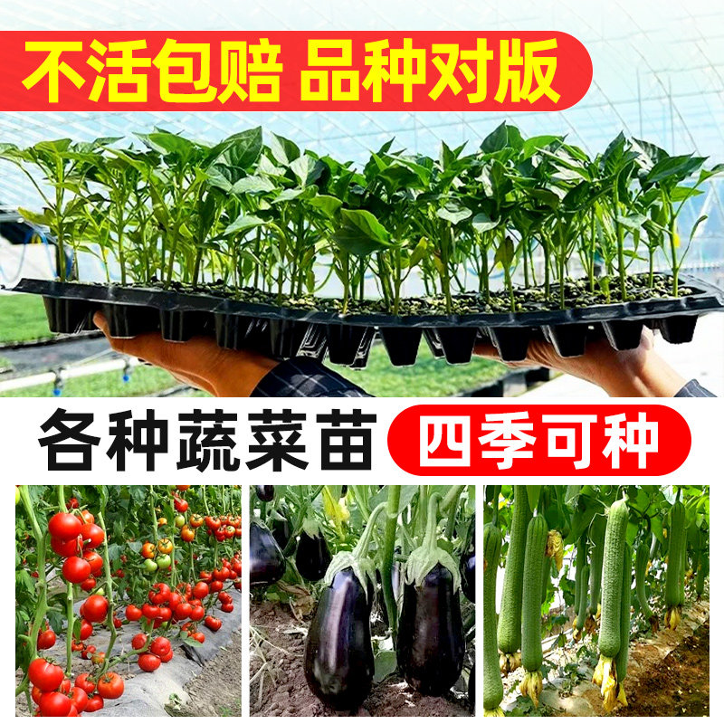 蔬菜苗四季阳台春季南方秧苗子孑番茄辣椒西红柿生菜茄子丝瓜黄瓜
