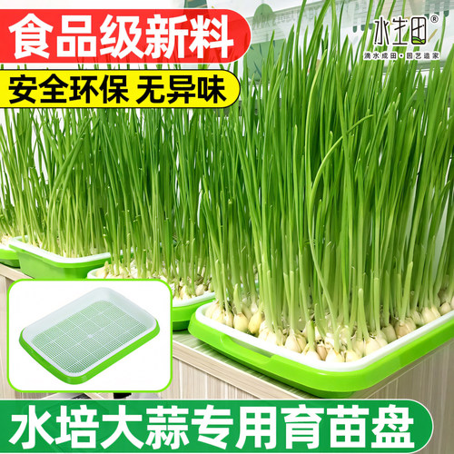 水生田豆芽发芽盆神器育苗盘