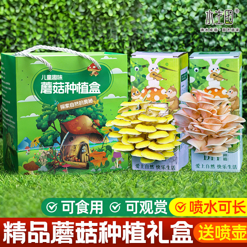 可食用蘑菇菌包盒子家庭种植包儿童平菇新鲜菌种批发懒人菌棒盆栽