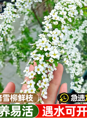 雪柳鲜枝干枝水养吊钟水培植物绿植龙柳大型盆栽枯木逢春干支重瓣