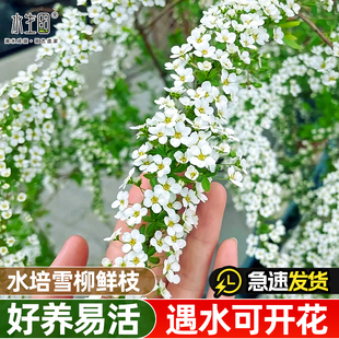 雪柳鲜枝干枝水养吊钟水培植物绿植龙柳大型盆栽枯木逢春干支重瓣