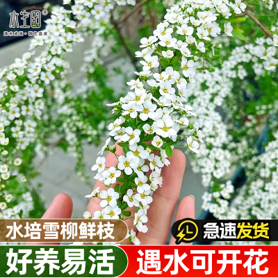 雪柳鲜枝干枝水养水培植物