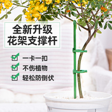 花架植物支撑杆蝴蝶兰龟背竹杆园艺造型花支架专用防倒伏固定架子