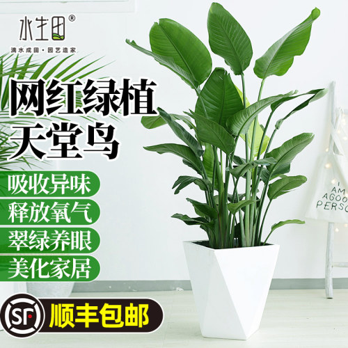 水生田天堂鸟绿植盆栽室内