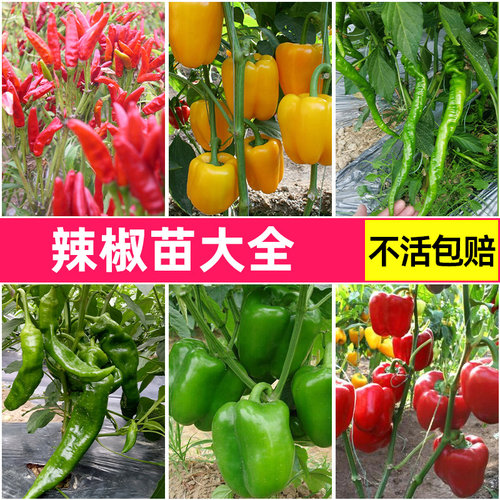 新鲜辣椒苗阳台四季盆栽