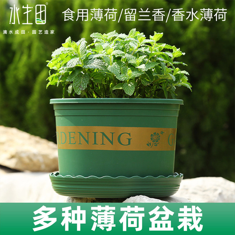 薄荷盆栽可食用苗新鲜猫薄荷叶大盆种籽子柠檬留兰香四季阳台种植