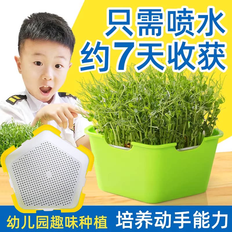 无土栽培水培蔬菜设备豆芽发芽盆芽苗菜育苗托盘种植豌豆苗塑料盘