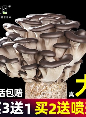蘑菇种植包菌种菌包家种菌菇香菇食用黑平菇菌菇家庭新鲜菌棒盆栽